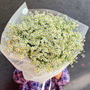 Bukiet "Chamomile Dream"