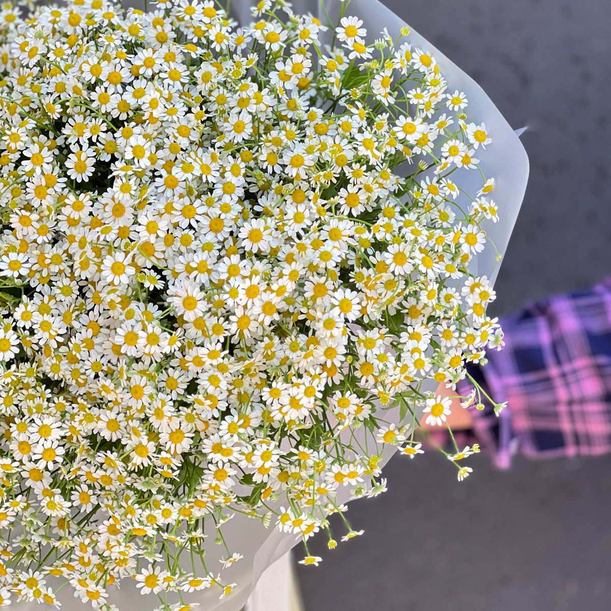 Bukiet "Chamomile Dream"